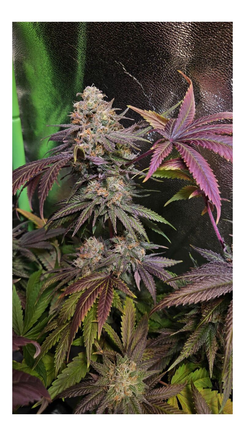 Rainbow Melon, Фасовка: 3, изображение 3